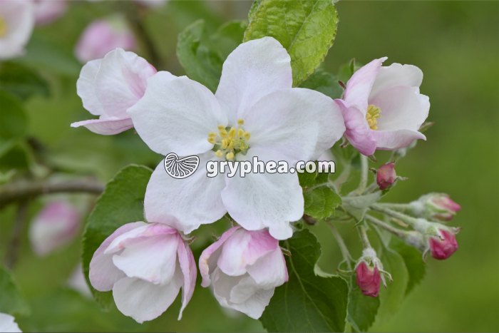 Pommier - Fleur de pommier (Malus domestica) - gryphea.com